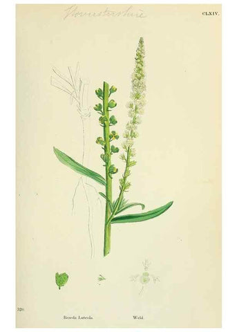 Reproducción/Reproduction 48755195861: English botany, or, Coloured figures of British plants /. London :R. Hardwicke,1863-1886.. 