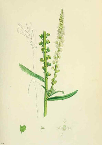 Reproducción/Reproduction 48755195861: English botany, or, Coloured figures of British plants /. London :R. Hardwicke,1863-1886.. 