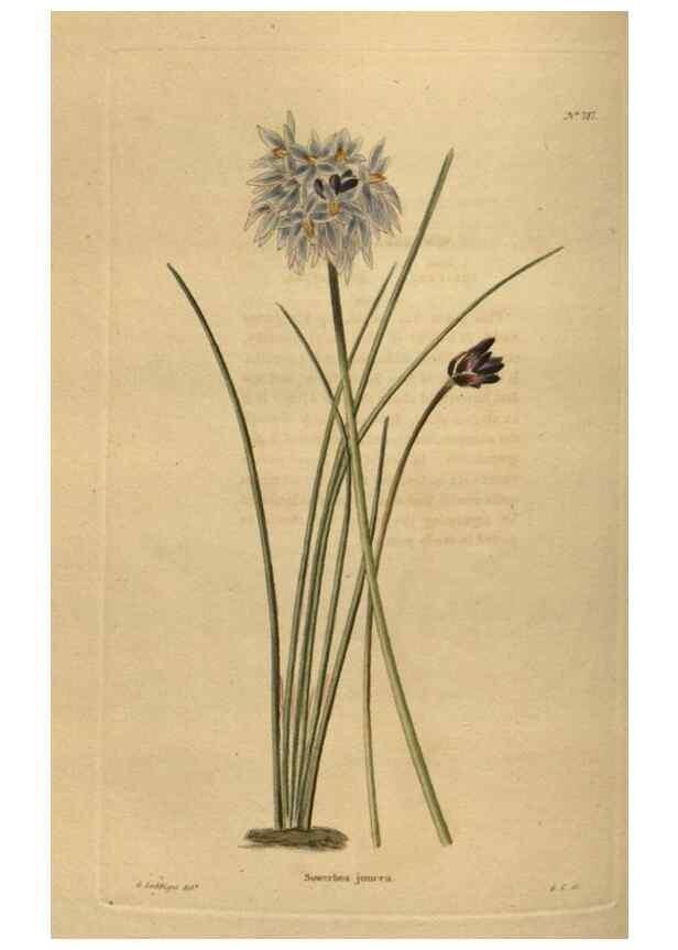 Reproducción/Reproduction 48753929563: The botanical cabinet. London :John & Arthur Arch ...,1817-1833.. 