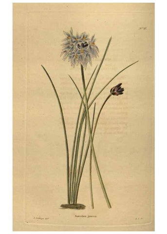Reproducción/Reproduction 48753929563: The botanical cabinet. London :John & Arthur Arch ...,1817-1833.. 