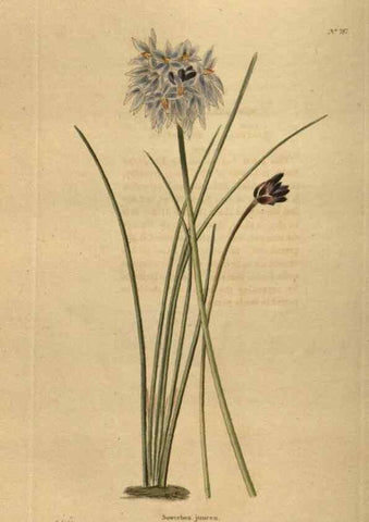 Reproducción/Reproduction 48753929563: The botanical cabinet. London :John & Arthur Arch ...,1817-1833.. 