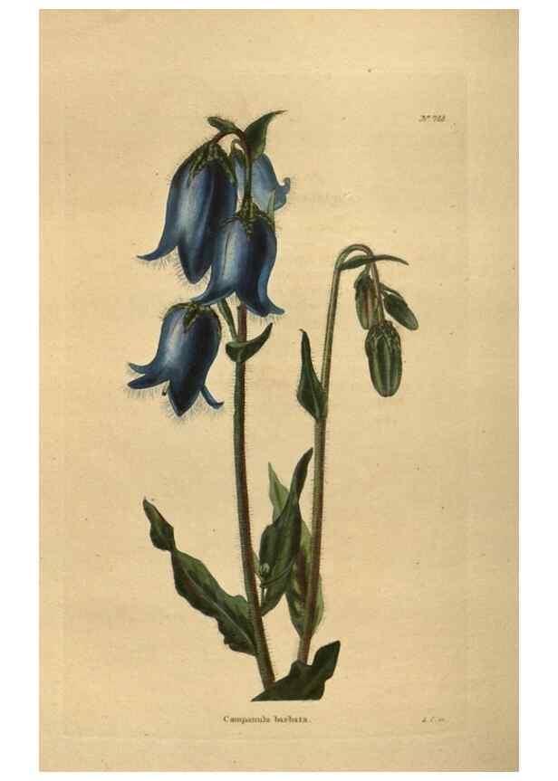 Reproducción/Reproduction 48754445007: The botanical cabinet. London :John & Arthur Arch ...,1817-1833.. 