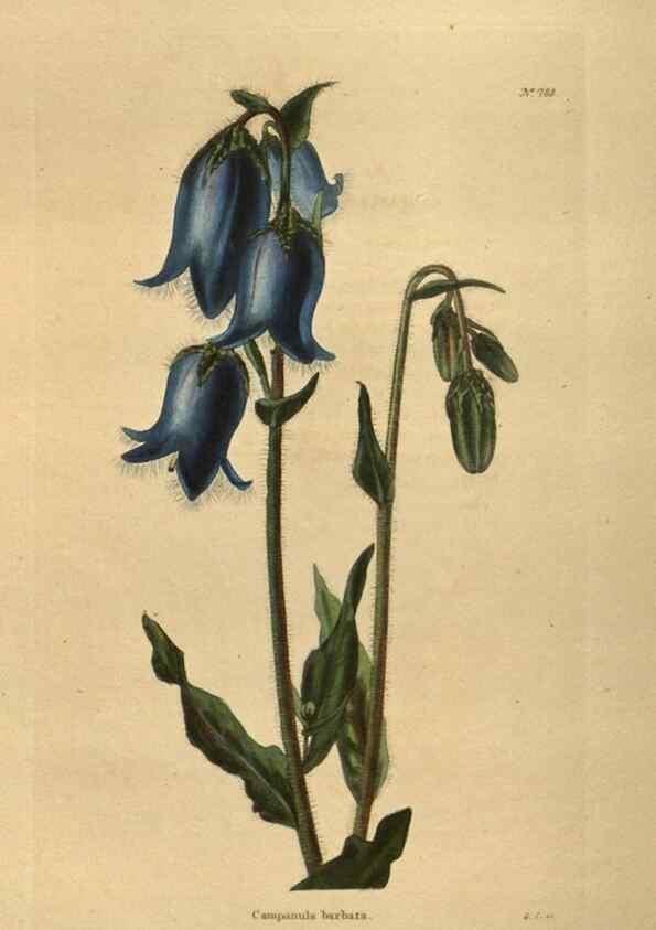 Reproducción/Reproduction 48754445007: The botanical cabinet. London :John & Arthur Arch ...,1817-1833.. 