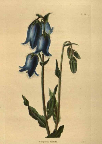 Reproducción/Reproduction 48754445007: The botanical cabinet. London :John & Arthur Arch ...,1817-1833.. 