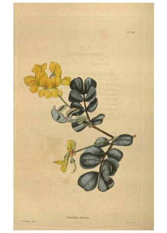 Reproducción/Reproduction 48754445307: The botanical cabinet. London :John & Arthur Arch ...,1817-1833.. 
