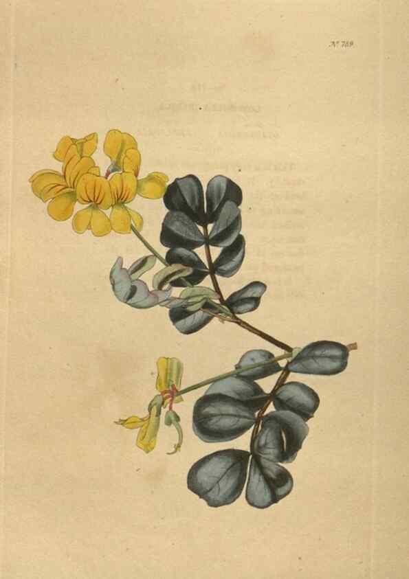 Reproducción/Reproduction 48754445307: The botanical cabinet. London :John & Arthur Arch ...,1817-1833.. 