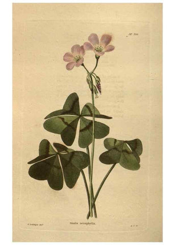 Reproducción/Reproduction 48753930188: The botanical cabinet. London :John & Arthur Arch ...,1817-1833.. 