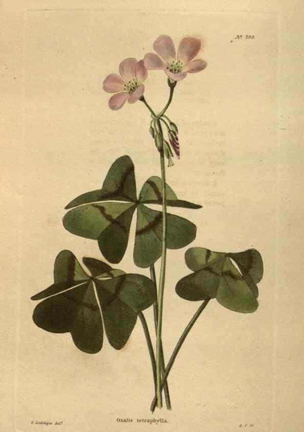 Reproducción/Reproduction 48753930188: The botanical cabinet. London :John & Arthur Arch ...,1817-1833.. 