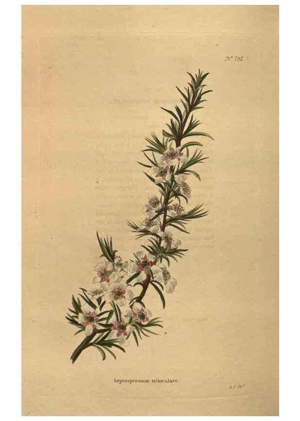 Reproducción/Reproduction 48753930463: The botanical cabinet. London :John & Arthur Arch ...,1817-1833.. 
