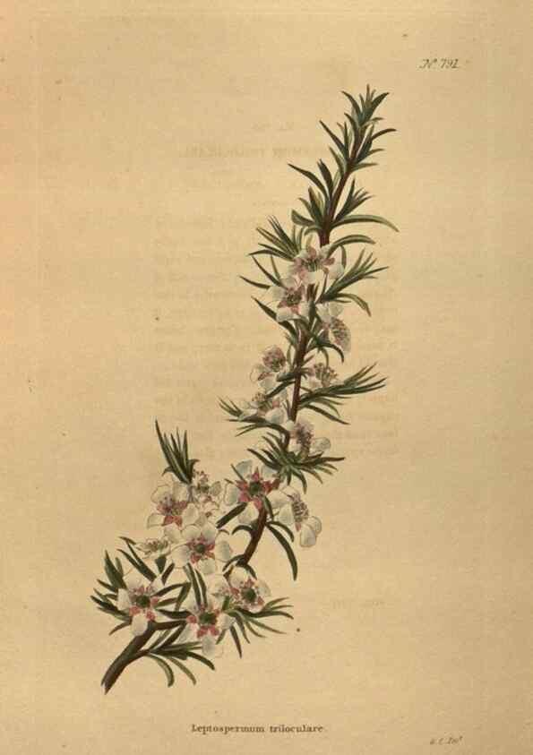 Reproducción/Reproduction 48753930463: The botanical cabinet. London :John & Arthur Arch ...,1817-1833.. 