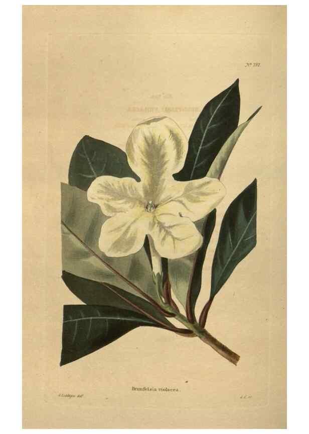 Reproducción/Reproduction 48754446092: The botanical cabinet. London :John & Arthur Arch ...,1817-1833.. 