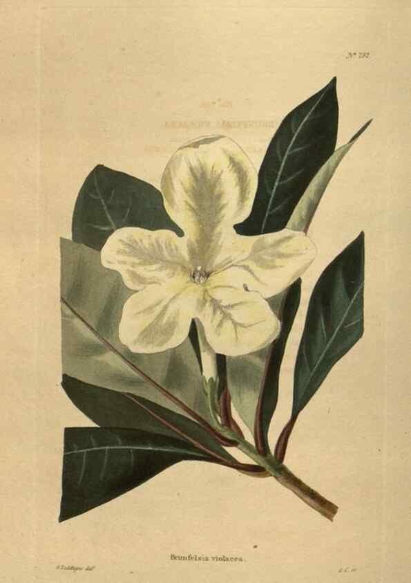 Reproducción/Reproduction 48754446092: The botanical cabinet. London :John & Arthur Arch ...,1817-1833.. 