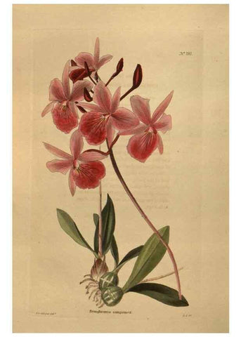 Reproducción/Reproduction 48753931203: The botanical cabinet. London :John & Arthur Arch ...,1817-1833.. 