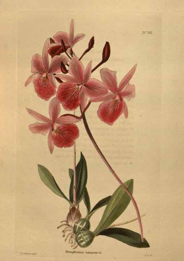 Reproducción/Reproduction 48753931203: The botanical cabinet. London :John & Arthur Arch ...,1817-1833.. 