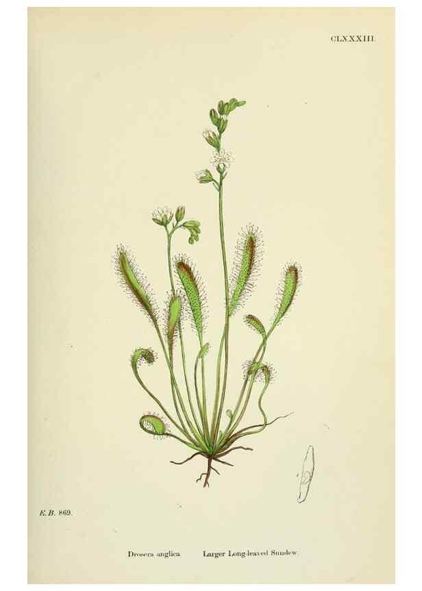 Reproducción/Reproduction 48754880308: English botany, or, Coloured figures of British plants /. London :R. Hardwicke,1863-1886.. 