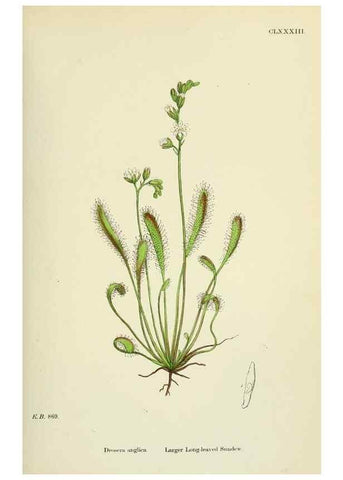 Reproducción/Reproduction 48754880308: English botany, or, Coloured figures of British plants /. London :R. Hardwicke,1863-1886.. 