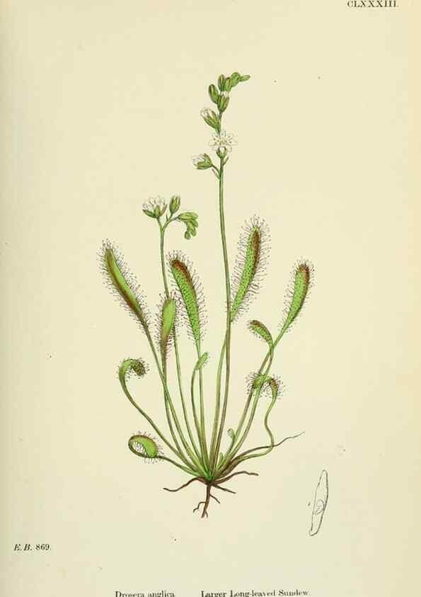 Reproducción/Reproduction 48754880308: English botany, or, Coloured figures of British plants /. London :R. Hardwicke,1863-1886.. 