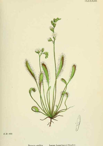 Reproducción/Reproduction 48754880308: English botany, or, Coloured figures of British plants /. London :R. Hardwicke,1863-1886.. 