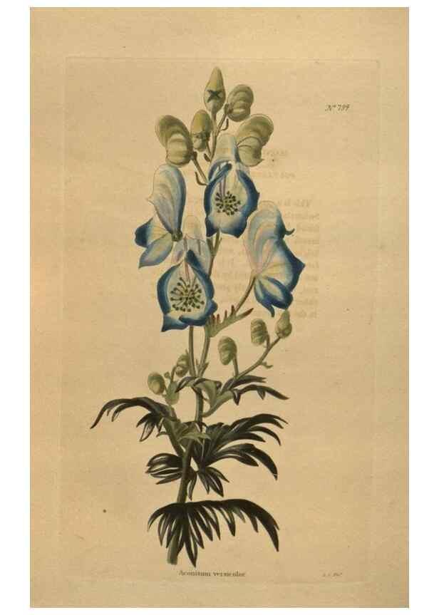 Reproducción/Reproduction 48754254086: The botanical cabinet. London :John & Arthur Arch ...,1817-1833.. 