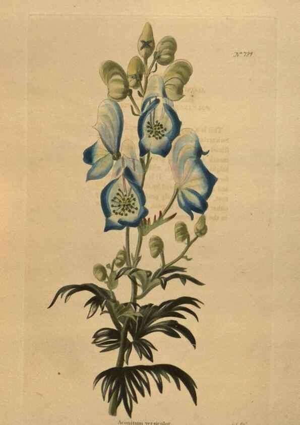 Reproducción/Reproduction 48754254086: The botanical cabinet. London :John & Arthur Arch ...,1817-1833.. 