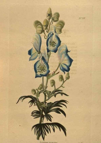 Reproducción/Reproduction 48754254086: The botanical cabinet. London :John & Arthur Arch ...,1817-1833.. 