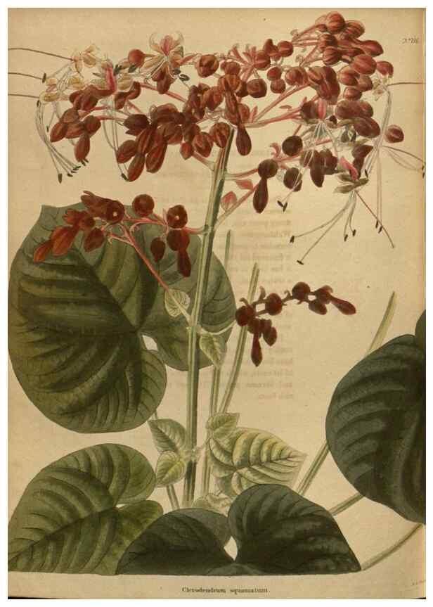 Reproducción/Reproduction 48754447487: The botanical cabinet. London :John & Arthur Arch ...,1817-1833.. 