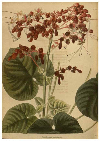 Reproducción/Reproduction 48754447487: The botanical cabinet. London :John & Arthur Arch ...,1817-1833.. 