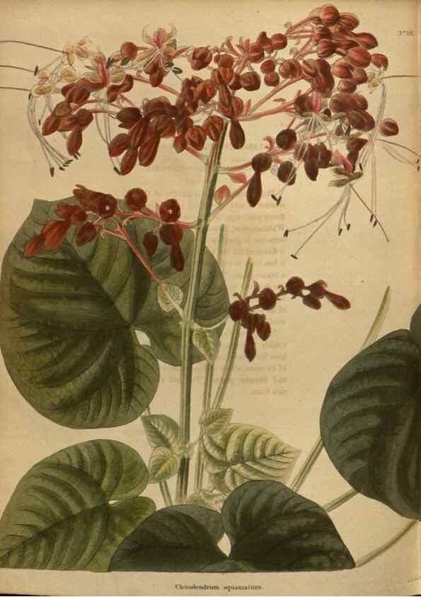 Reproducción/Reproduction 48754447487: The botanical cabinet. London :John & Arthur Arch ...,1817-1833.. 