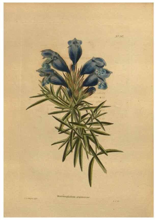 Reproducción/Reproduction 48754447822: The botanical cabinet. London :John & Arthur Arch ...,1817-1833.. 