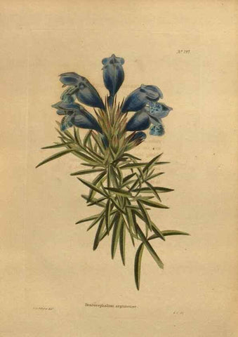 Reproducción/Reproduction 48754447822: The botanical cabinet. London :John & Arthur Arch ...,1817-1833.. 