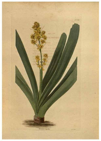 Reproducción/Reproduction 48754255576: The botanical cabinet. London :John & Arthur Arch ...,1817-1833.. 