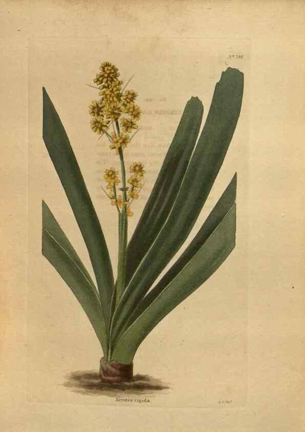 Reproducción/Reproduction 48754255576: The botanical cabinet. London :John & Arthur Arch ...,1817-1833.. 