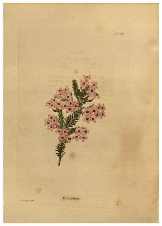 Reproducción/Reproduction 48754255916: The botanical cabinet. London :John & Arthur Arch ...,1817-1833.. 