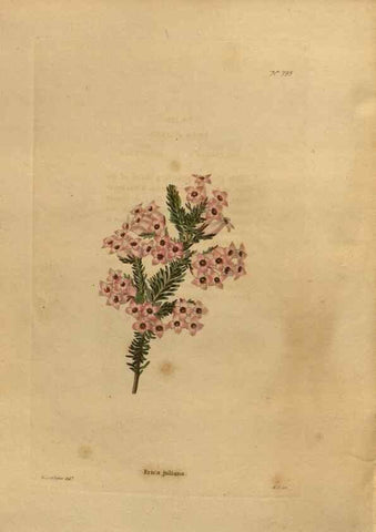 Reproducción/Reproduction 48754255916: The botanical cabinet. London :John & Arthur Arch ...,1817-1833.. 