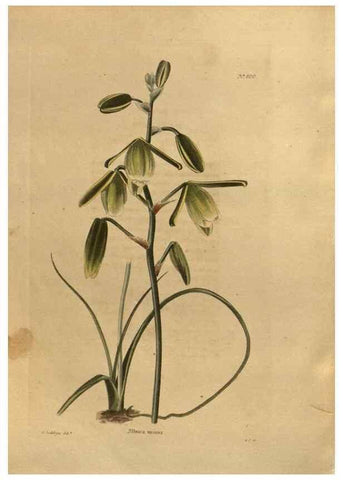 Reproducción/Reproduction 48754448872: The botanical cabinet. London :John & Arthur Arch ...,1817-1833.. 