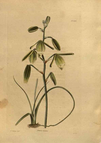 Reproducción/Reproduction 48754448872: The botanical cabinet. London :John & Arthur Arch ...,1817-1833.. 