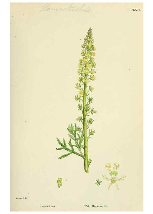 Reproducción/Reproduction 48755390532: English botany, or, Coloured figures of British plants /. London :R. Hardwicke,1863-1886.. 