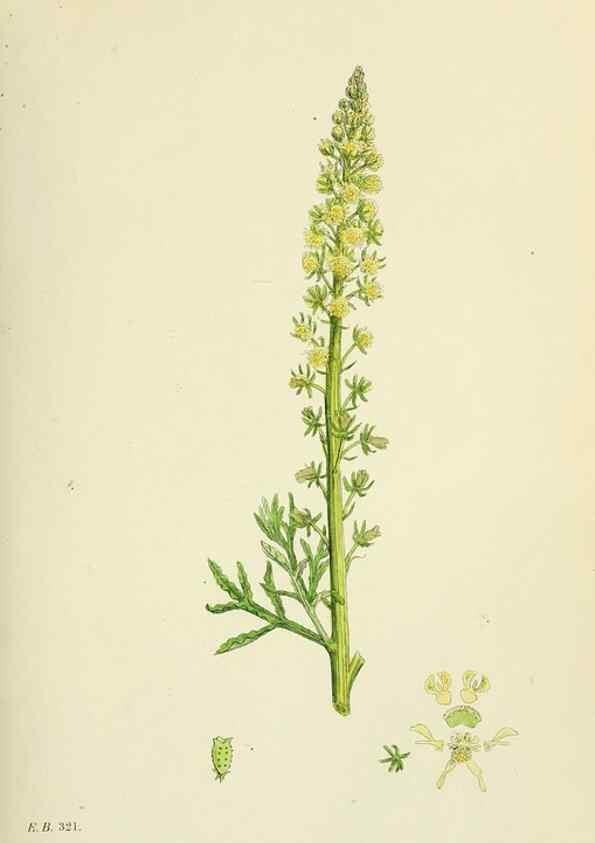 Reproducción/Reproduction 48755390532: English botany, or, Coloured figures of British plants /. London :R. Hardwicke,1863-1886.. 