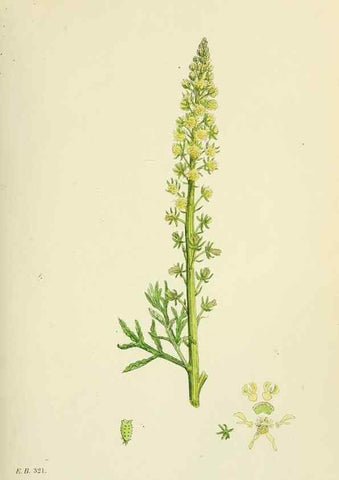 Reproducción/Reproduction 48755390532: English botany, or, Coloured figures of British plants /. London :R. Hardwicke,1863-1886.. 