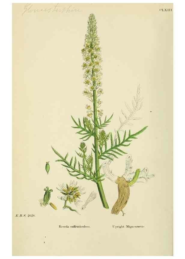 Reproducción/Reproduction 48755195576: English botany, or, Coloured figures of British plants /. London :R. Hardwicke,1863-1886.. 