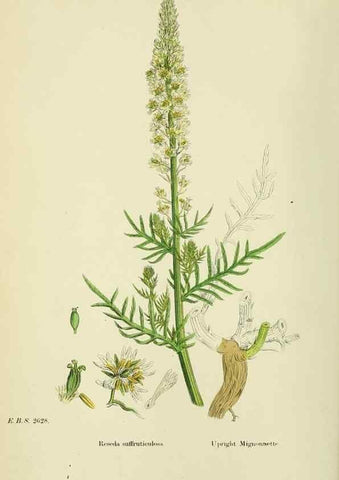 Reproducción/Reproduction 48755195576: English botany, or, Coloured figures of British plants /. London :R. Hardwicke,1863-1886.. 