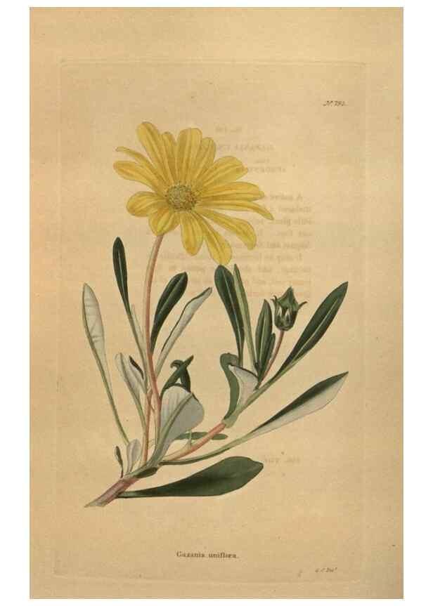 Reproducción/Reproduction 48754254416: The botanical cabinet. London :John & Arthur Arch ...,1817-1833.. 