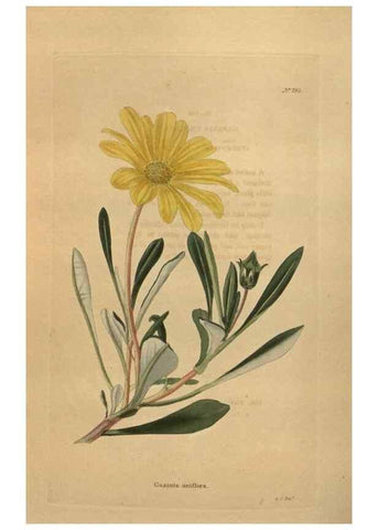 Reproducción/Reproduction 48754254416: The botanical cabinet. London :John & Arthur Arch ...,1817-1833.. 