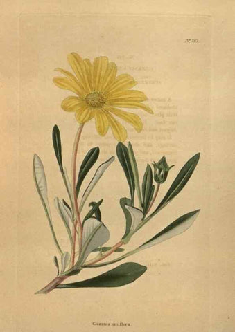 Reproducción/Reproduction 48754254416: The botanical cabinet. London :John & Arthur Arch ...,1817-1833.. 