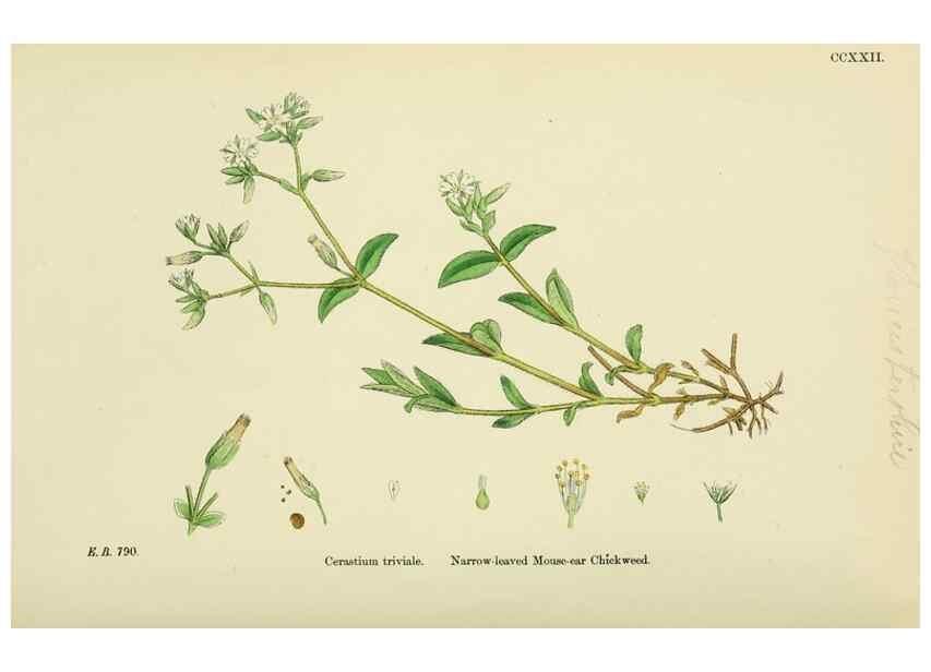 Reproducción/Reproduction 48754894203: English botany, or, Coloured figures of British plants /. London :R. Hardwicke,1863-1886.. 