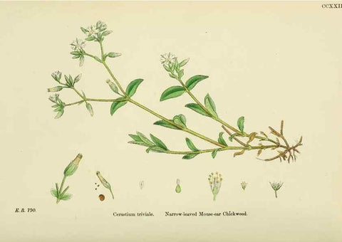 Reproducción/Reproduction 48754894203: English botany, or, Coloured figures of British plants /. London :R. Hardwicke,1863-1886.. 