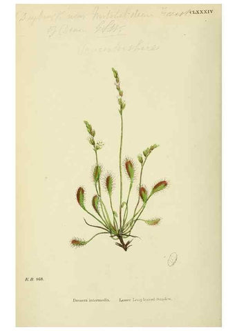 Reproducción/Reproduction 48754880643: English botany, or, Coloured figures of British plants /. London :R. Hardwicke,1863-1886.. 