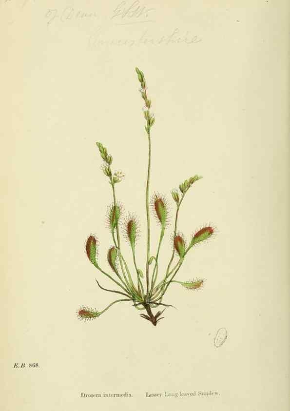 Reproducción/Reproduction 48754880643: English botany, or, Coloured figures of British plants /. London :R. Hardwicke,1863-1886.. 