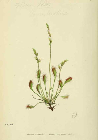Reproducción/Reproduction 48754880643: English botany, or, Coloured figures of British plants /. London :R. Hardwicke,1863-1886.. 
