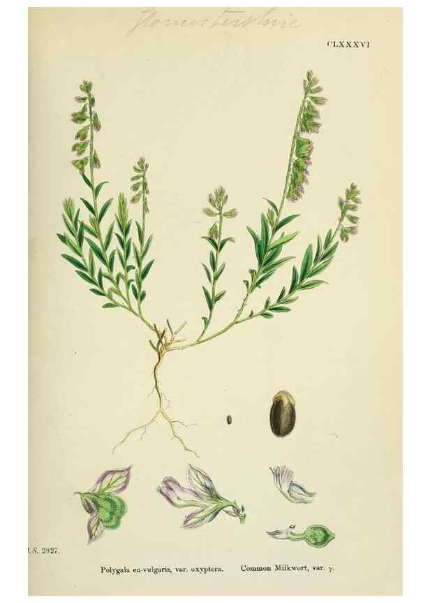 Reproducción/Reproduction 48755397462: English botany, or, Coloured figures of British plants /. London :R. Hardwicke,1863-1886.. 